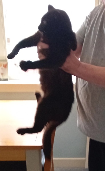 Hymns in Minor Keys & the Russian Easter Overture - the Excellent Cats ignore Culture.....