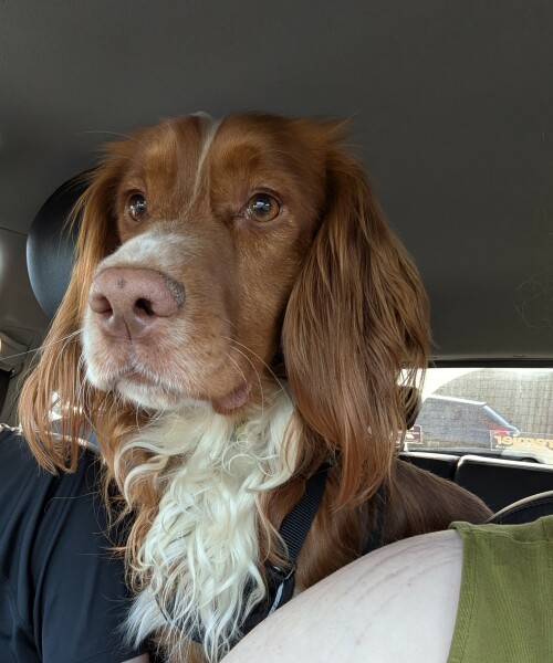 Adolescent Dog Survival Thread - get teenage licks right through the night!