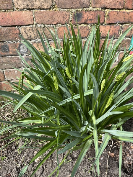 Plant ID