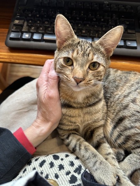 Lap dances, strippers and punch-ups - the Excellent Cats arrange a stag party