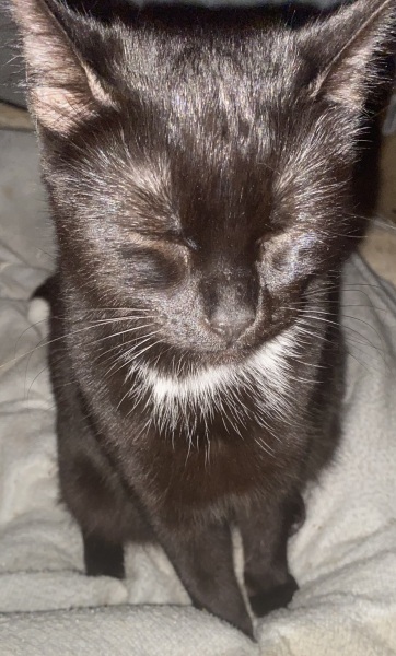 Told our cat had passed 6 months ago, we have her back.