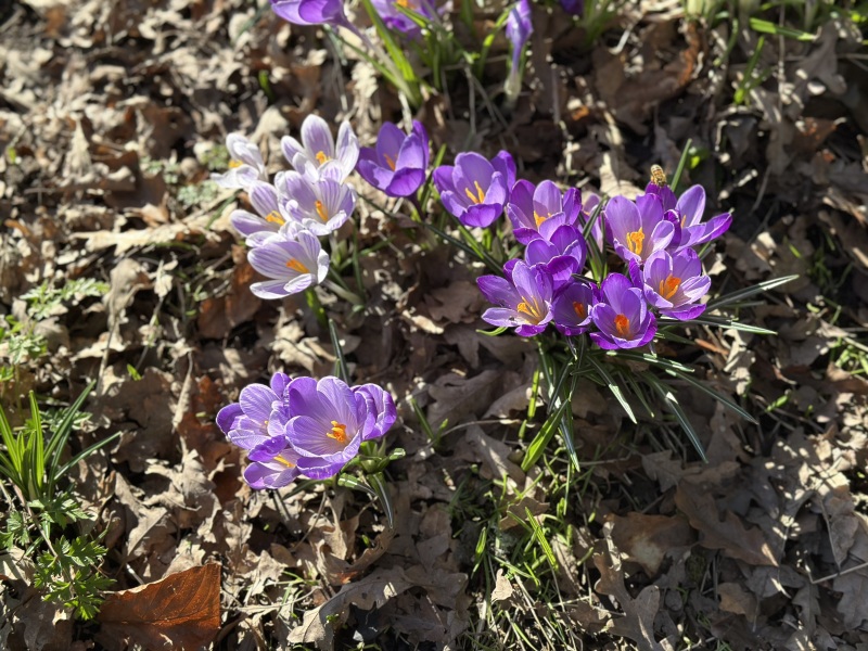 The Year Round Nigel Slater Discussion thread