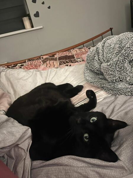 What do your cats do every day that make your heart swell?