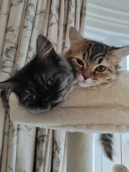 Kitten lump