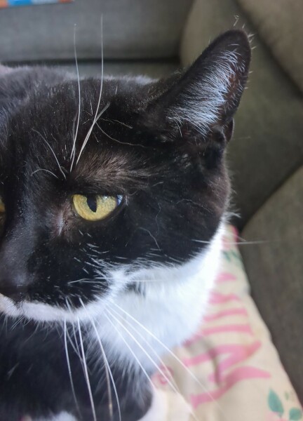 Thread 20 Starmer - Spring Statement