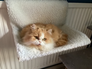 Thread 20 Starmer - Spring Statement