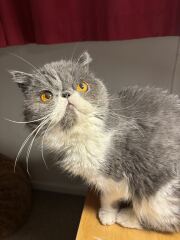 Pampered, Persian, Princess Penelope