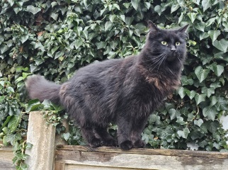 Hymns in Minor Keys & the Russian Easter Overture - the Excellent Cats ignore Culture.....