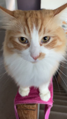 Here is the worlds most beautiful cat