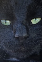 Show me the most unhinged looking photo you have of your cat