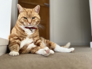 Here is the worlds most beautiful cat