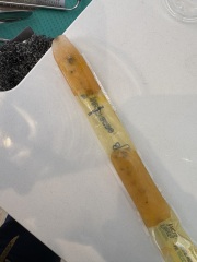 Daughter ate mouldy mr freeze