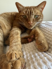 Here is the worlds most beautiful cat