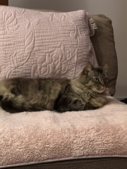 Here is the worlds most beautiful cat