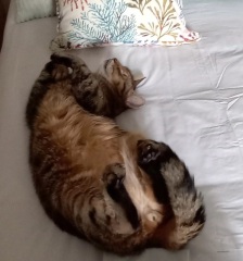 Hymns in Minor Keys & the Russian Easter Overture - the Excellent Cats ignore Culture.....