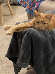 Here is the worlds most beautiful cat