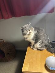 Pampered, Persian, Princess Penelope