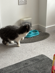 Pampered, Persian, Princess Penelope