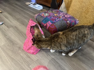 Hymns in Minor Keys & the Russian Easter Overture - the Excellent Cats ignore Culture.....