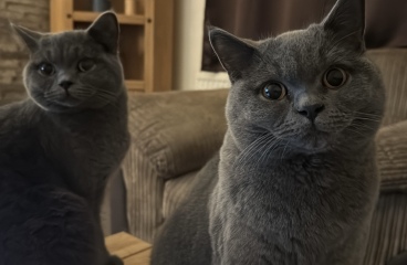 Here is the worlds most beautiful cat