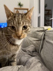 Here is the worlds most beautiful cat