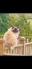 Here is the worlds most beautiful cat