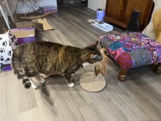 Hymns in Minor Keys & the Russian Easter Overture - the Excellent Cats ignore Culture.....