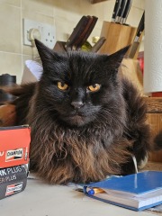 Hymns in Minor Keys & the Russian Easter Overture - the Excellent Cats ignore Culture.....