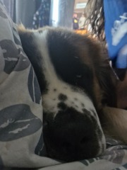 Where does your dog sleep?