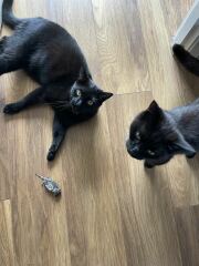 Cats do have different body shapes, don't they??