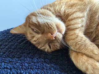 Here is the worlds most beautiful cat
