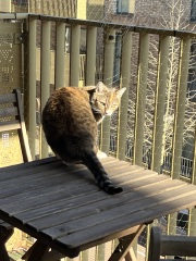 Lap dances, strippers and punch-ups - the Excellent Cats arrange a stag party