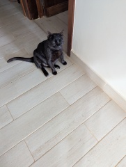 Hymns in Minor Keys & the Russian Easter Overture - the Excellent Cats ignore Culture.....