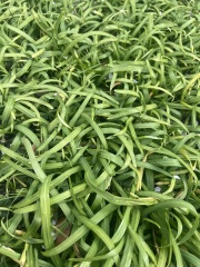 Is this plant invasive and how do I get rid of it?