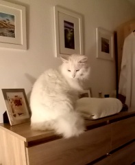 Hymns in Minor Keys & the Russian Easter Overture - the Excellent Cats ignore Culture.....