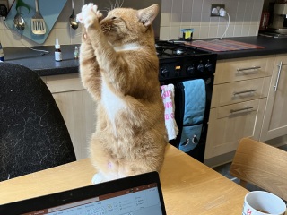 Vet anxiety (me, not the cat)