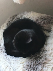 Lap dances, strippers and punch-ups - the Excellent Cats arrange a stag party