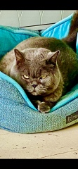 Here is the worlds most beautiful cat