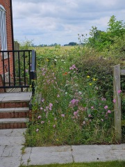 Has anyone had success with a wildflower border?