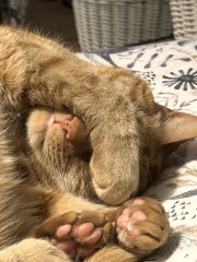 Here is the worlds most beautiful cat