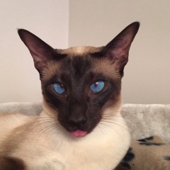Here is the worlds most beautiful cat