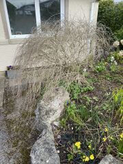 Another plant ID - haven’t a clue!
