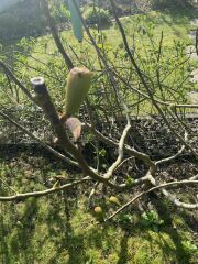 Another plant ID - haven’t a clue!