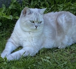 Here is the worlds most beautiful cat
