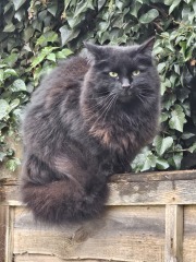 Hymns in Minor Keys & the Russian Easter Overture - the Excellent Cats ignore Culture.....