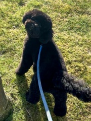 Getting a puppy - cockapoo, maltipoo, poodle?