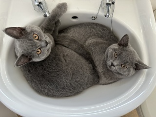 Here is the worlds most beautiful cat