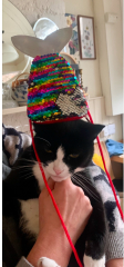 Show me the most unhinged looking photo you have of your cat