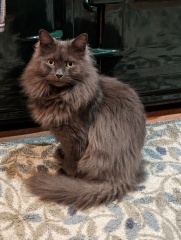 Here is the worlds most beautiful cat