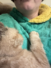 Super loving cats